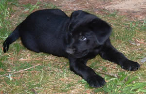 Puppy Picture 2