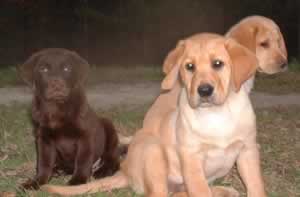 puppies