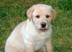 Puppy Picture 1