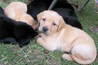 Puppies