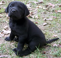 Puppy