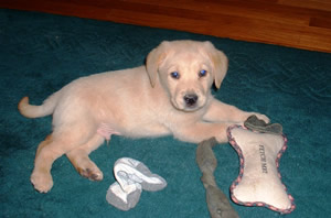 puppy 1
