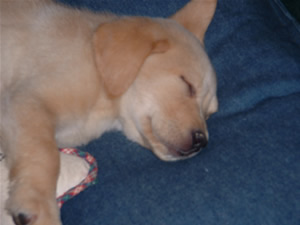 puppy 2