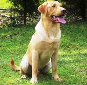 Jake